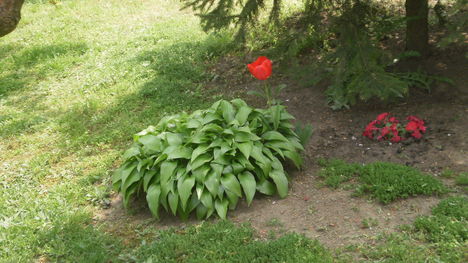 hosta