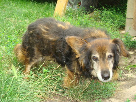 Kutyi