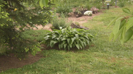 megint hosta
