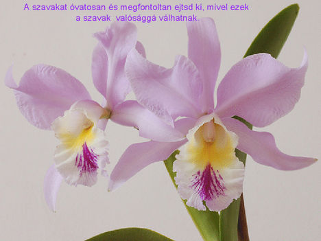 orhideák 38