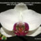 orhideák 39