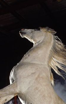 Arabian_Stallion