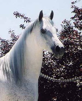 Beautiful_Horse_picture