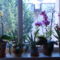 orchideáim