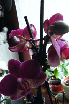 orchidea 10