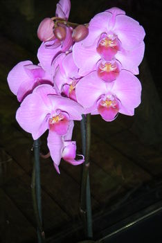 orchidea 1