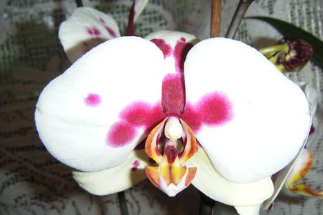 orchidea 4