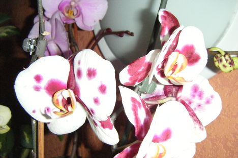 orchidea 6