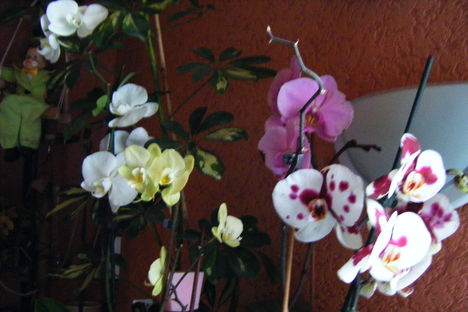 orchidea 7