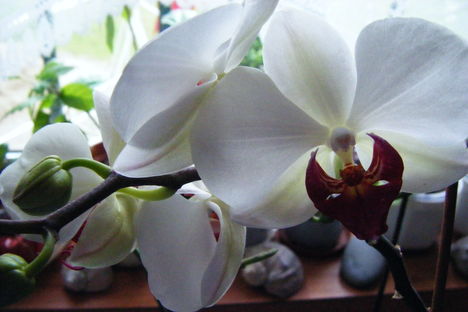 orchidea 9