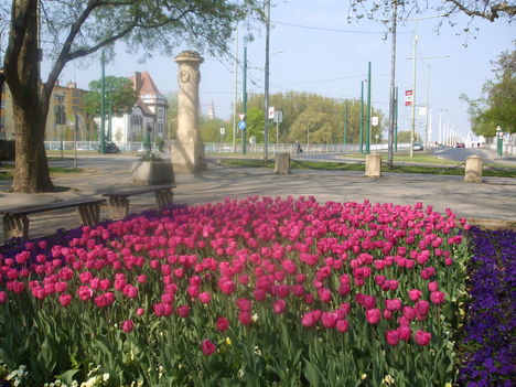 Szeged-ligeti tulipánok