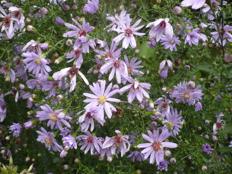 Aster