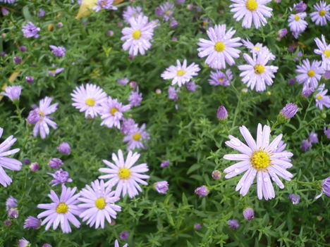 Aster