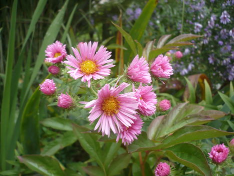 Aster magas