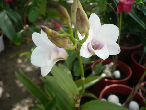 Dendrobium orchidea