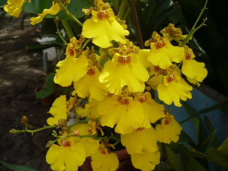 Oncidium orchidea