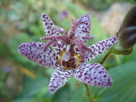 Orchidea liliom