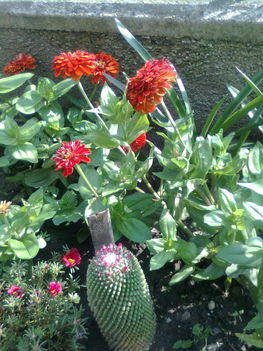 rézvirág+kaktusz