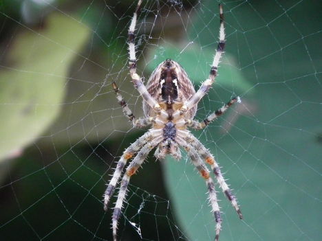 A pók, hálójában