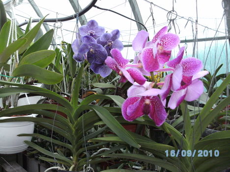 orchideák 091 vanda