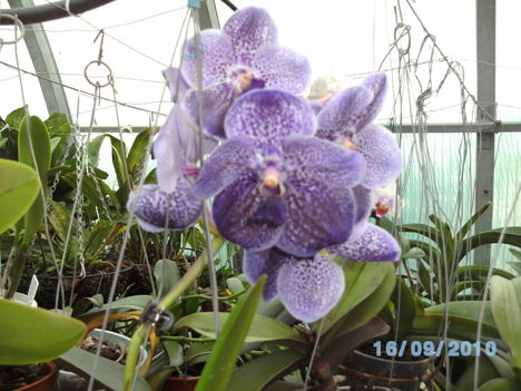 orchideák 092 vanda