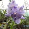 orchideák 092 vanda