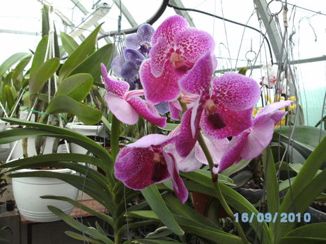 orchideák 093 vanda