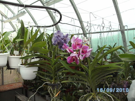 orchideák 094 vanda