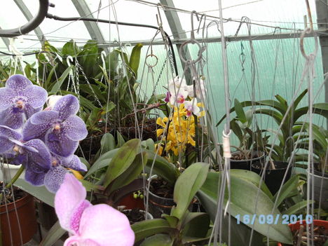 orchideák 095 vanda