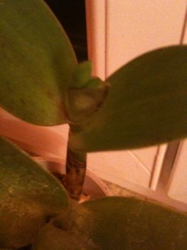 Cattleya
