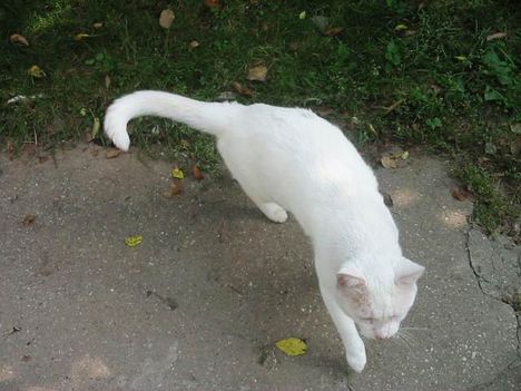 kacuba 5