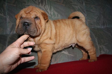 mini-Kép 004