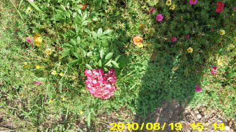 nyár 14