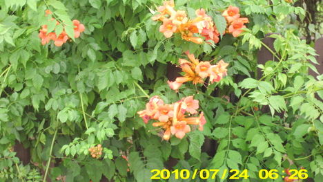 nyár 17