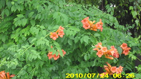 nyár 18