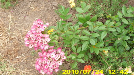 nyár 21