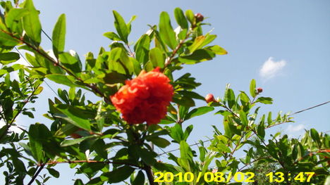 nyár 28