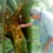 Odvas fa a rácalmási szigeten