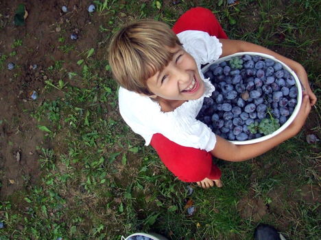 Szorgos "hangya"