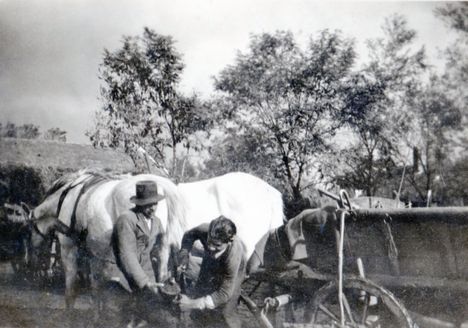 A lópatkolása 1950 Császárrét