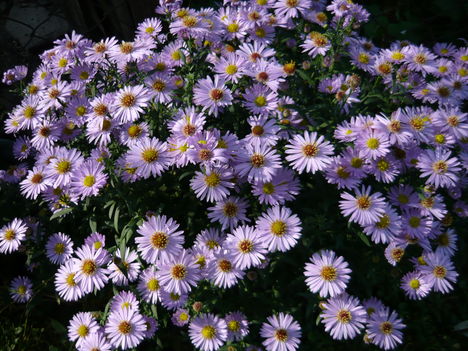 aster