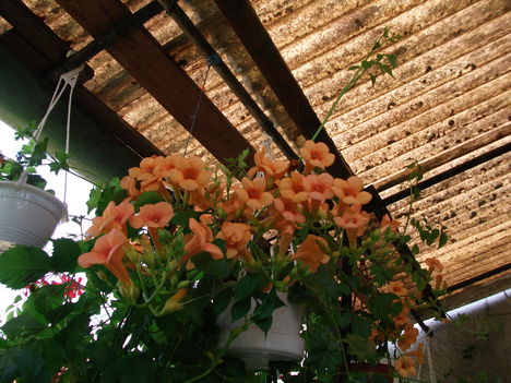 DSCF0909