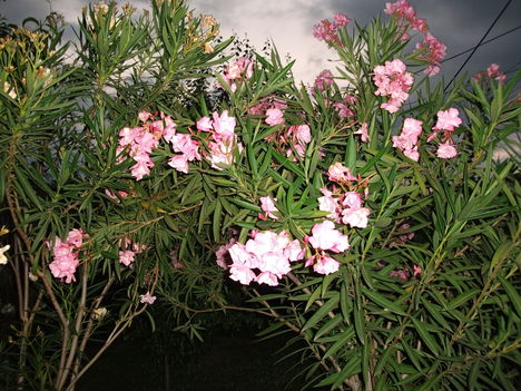 DSCF0949