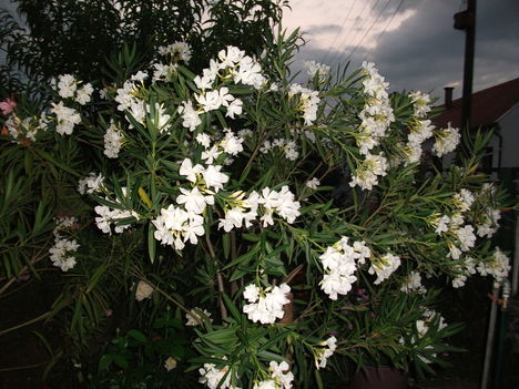 DSCF0950