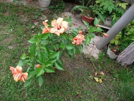 DSCF1398