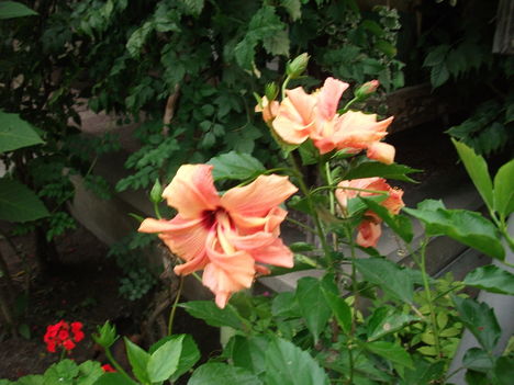 DSCF1400