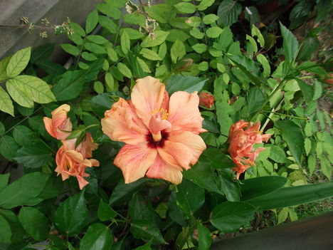 DSCF1402