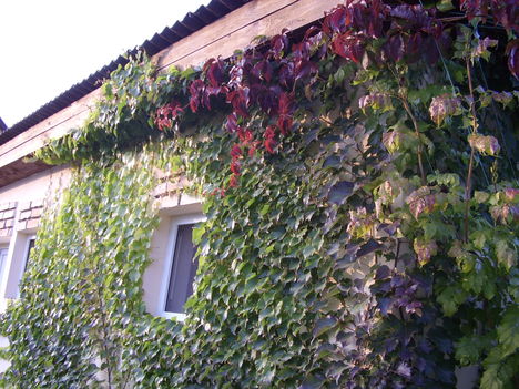 garázs falán a tapadó szőlő