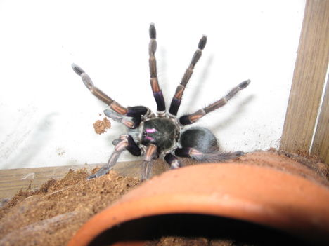 ultramarinus (1)