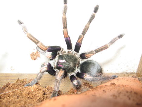 ultramarinus (2)